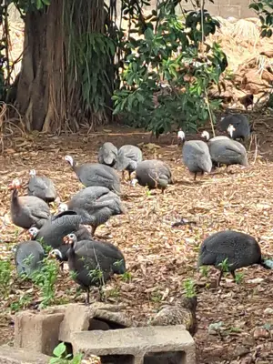 Guinea Fowl - Free Range