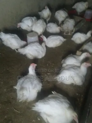 300 Pieces - 4 Weeks Old 1.2kg Broiler Chickens