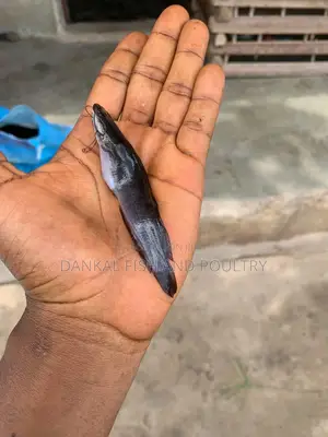 Juveniles Catfish