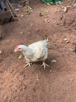 Good Chicken.