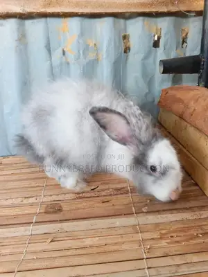 Pet Rabbit