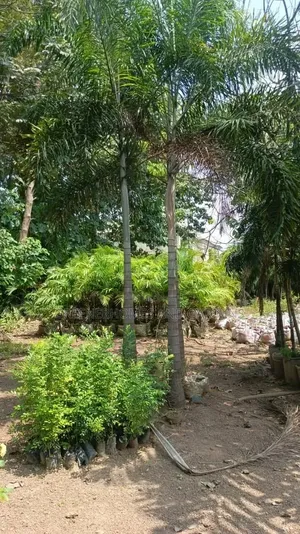 Foxtail Palm