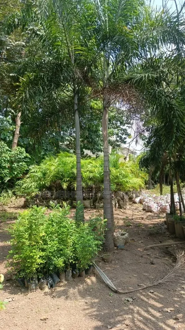 Foxtail Palm