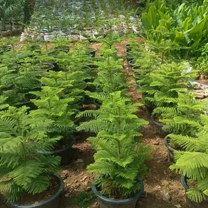 Araucaria Heterophylla Plants