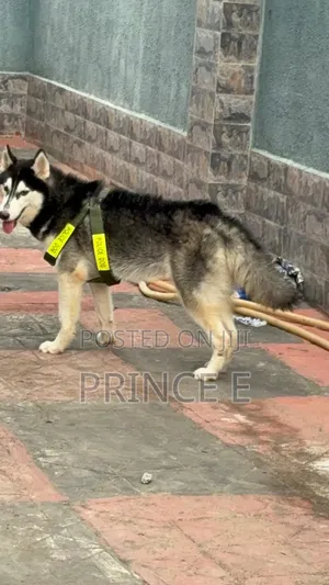 1+ year Male Purebred Siberian Husky