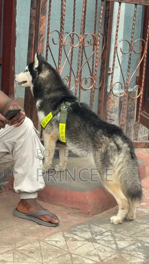 1+ year Male Purebred Siberian Husky