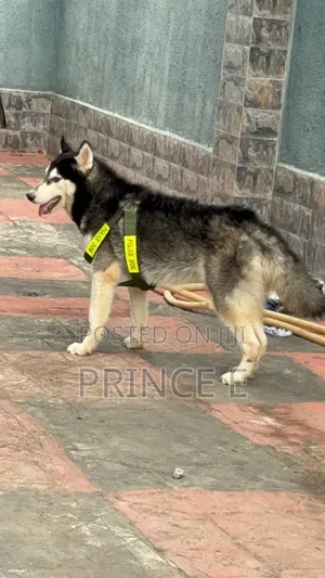 1+ year Male Purebred Siberian Husky