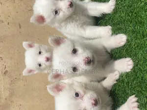 0-1 month Female Purebred American Eskimo