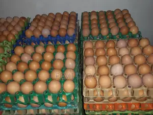 Fresh Eggs For Sale