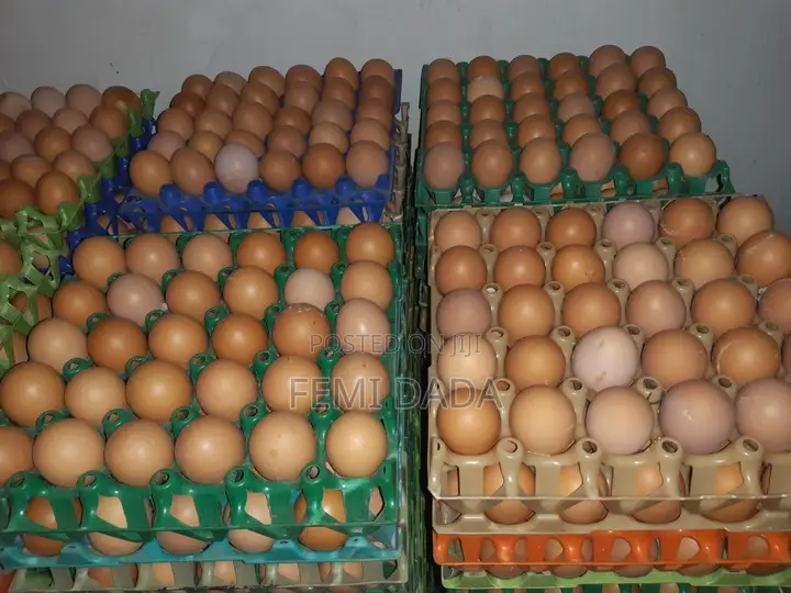 Fresh Eggs For Sale