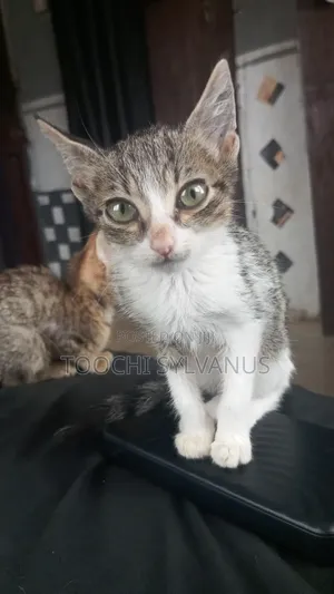 3-6 months Female Purebred Tabby