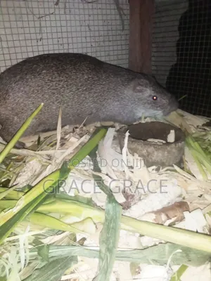 Grasscutter Mature and Pregnant