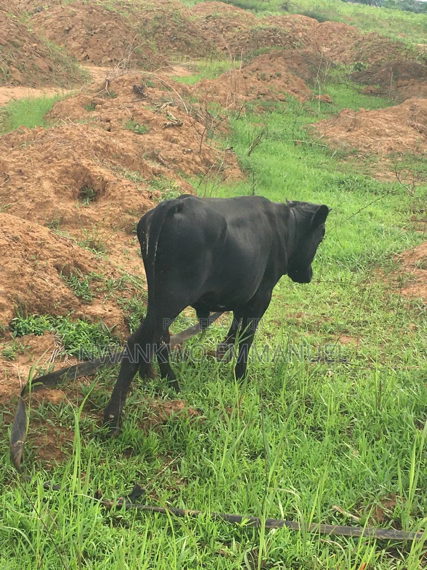 Affordable Okefi Igbo Cow