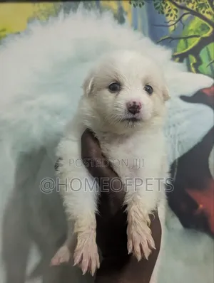1-3 months Female Purebred American Eskimo