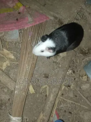 Guinea Pig