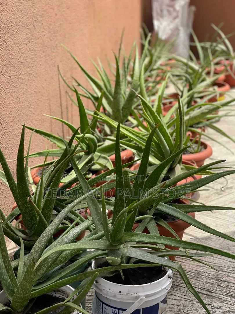 Cedar And Palm