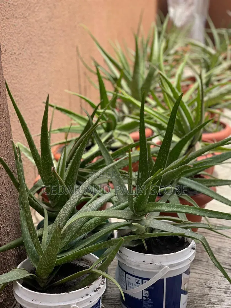 Cedar And Palm