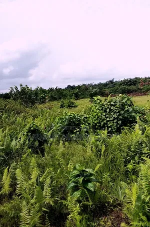 Plots of Land for Sale