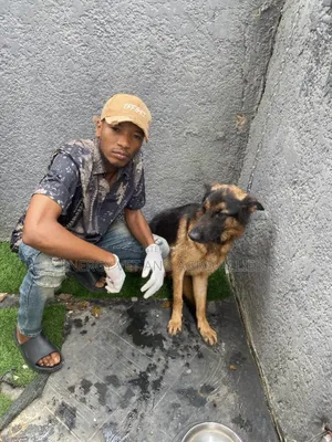 Veterinary Doctor in Victoria Island