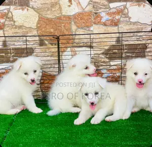 1-3 months Male Purebred American Eskimo