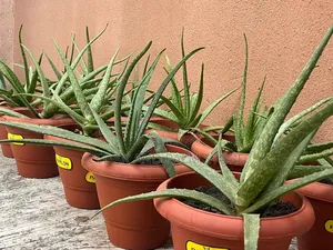Cedar and Palm Aleo Vera Plants