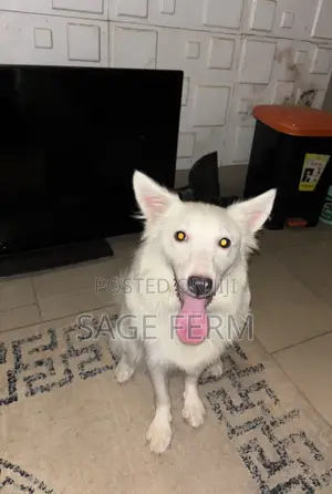 3-6 months Male Purebred American Eskimo