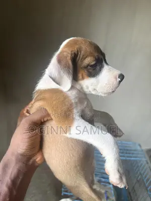 0-1 month Female Purebred American Pit Bull Terrier