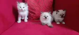 1-3 months Female Purebred Ragdoll