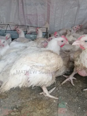 6 Weeks Old Chicken