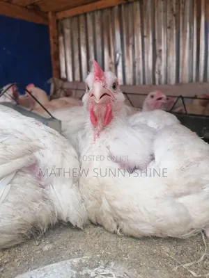 6 Weeks Old Chicken