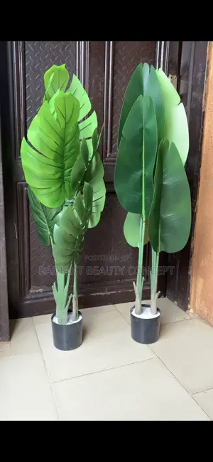 Monstera Plant