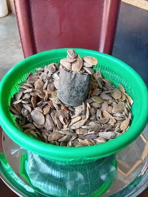 Miracle Seeds, Abere in Yoruba Language.