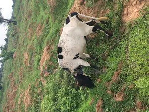 Female Efi-Igbo for Sale