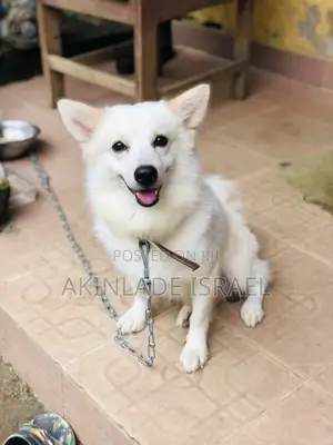 1+ year Male Purebred American Eskimo