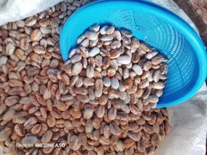 Castor Seed