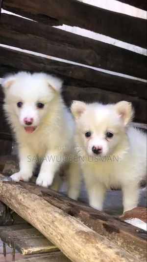 1-3 months Female Purebred American Eskimo