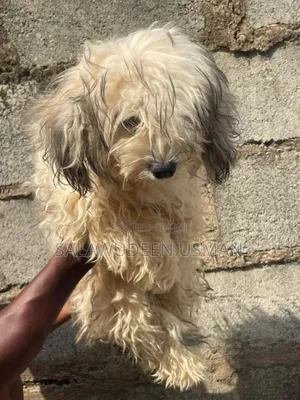 3-6 months Male Purebred Lhasa Apso