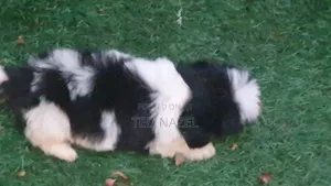 1-3 months Female Purebred Lhasa Apso