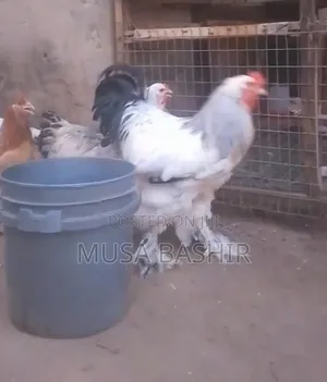 Bin Musa Exotic Farm