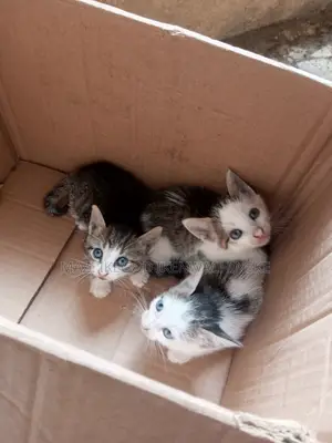 1-3 months Male Purebred American Shorthair