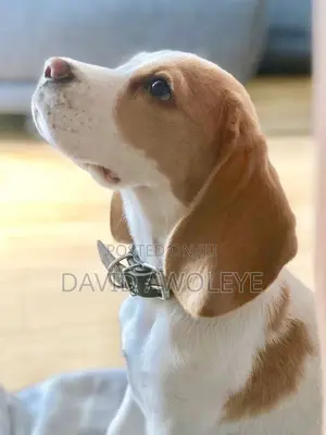 0-1 month Male Purebred Beagle