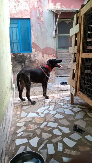 3-6 months Female Mixed Breed Rottweiler