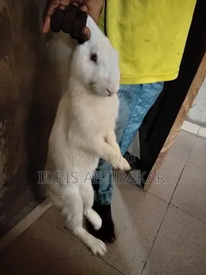 New Zealand Rabbits