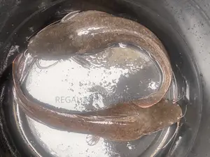Cat Fish Broodstocks