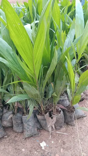 Farmer Favour