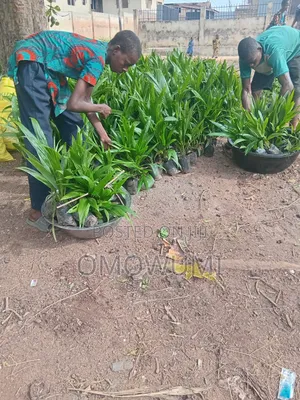 Farmer Favour