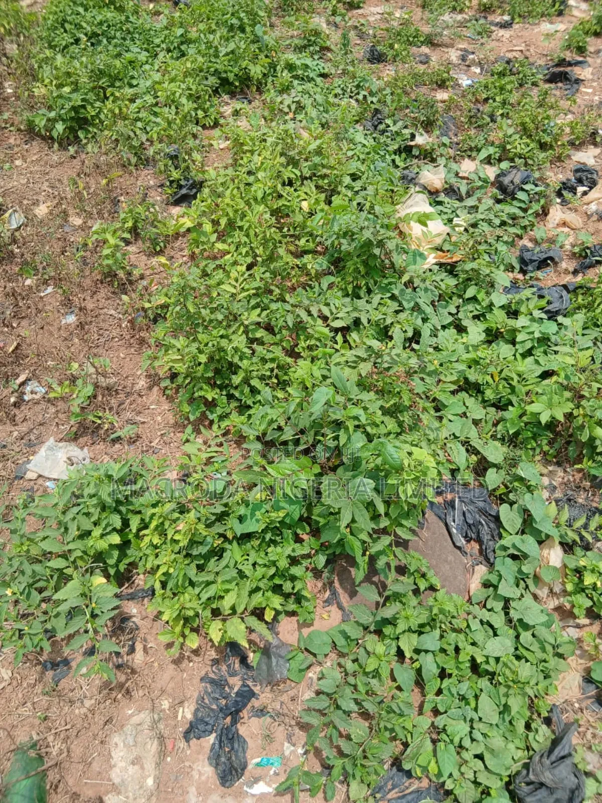 Fenced Undeveloped Land Available