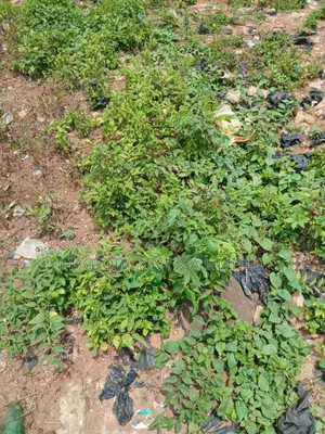 Fenced Undeveloped Land Available
