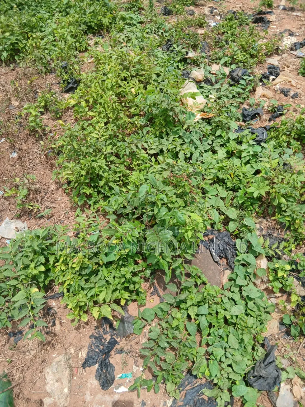 Fenced Undeveloped Land Available