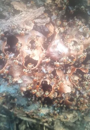 Stingless Bee Honey(High Quality